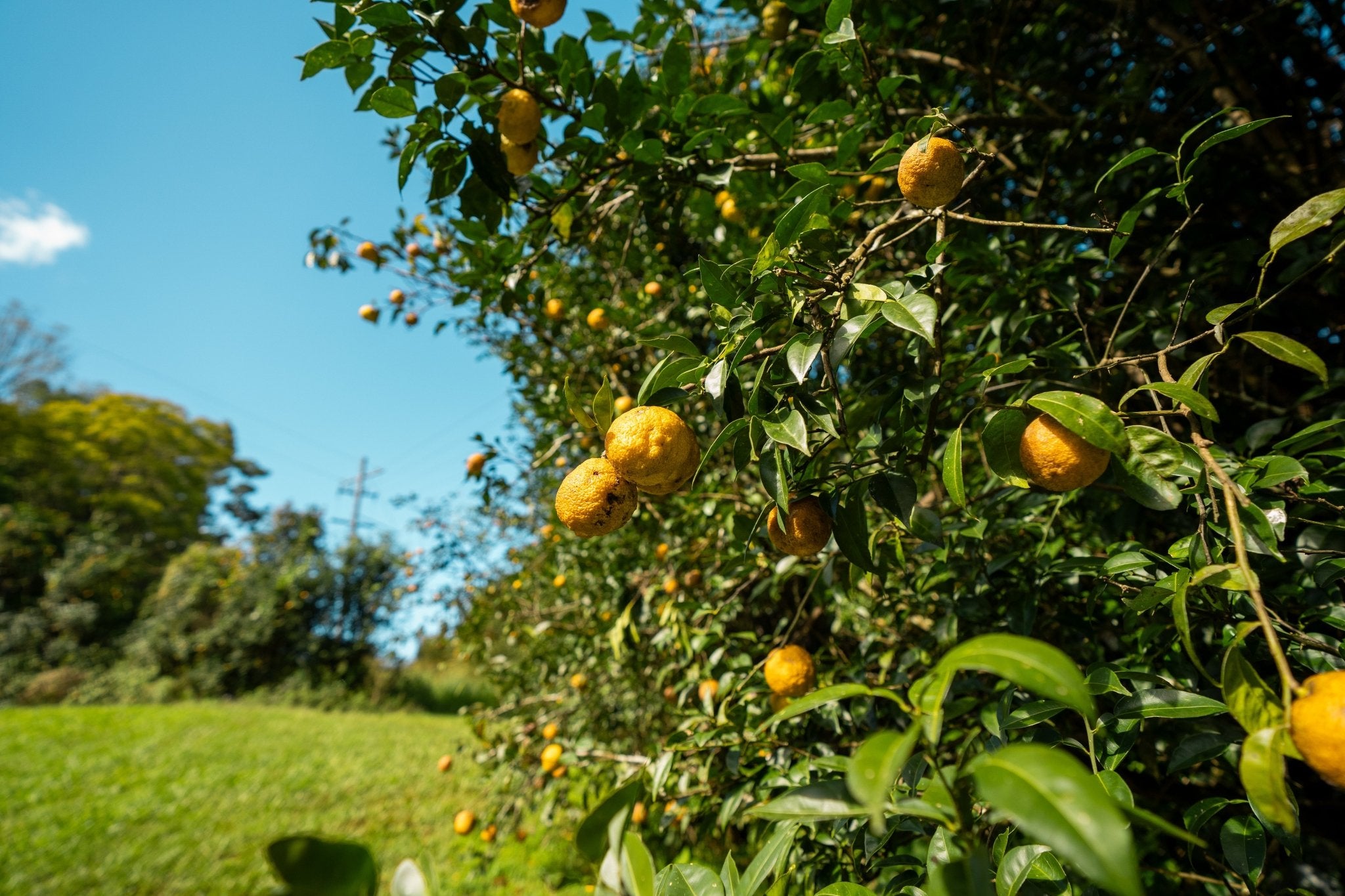 Yuzucello 2025 - Granddad Jack's Craft Distillery